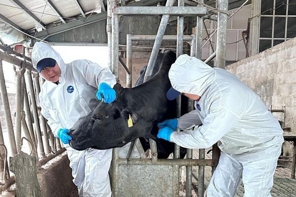 FAO report highlights long-term economic case for tackling antimicrobial resistance in livestock