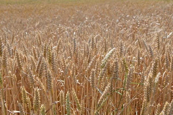 FAO Food Price Index up for third consecutive month largely on rising vegetable oil prices