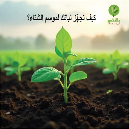 🌱 The Importance of Nutritional Balance in Plants for Achieving Maximum Productivity and Quality