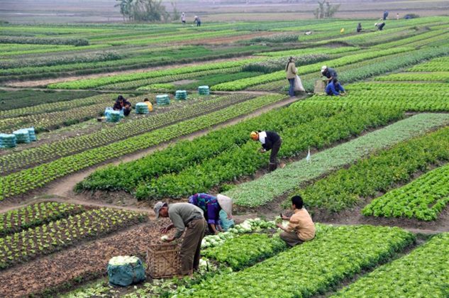 Egypt’s Agricultural Exports Hit a New Record, Reaching 7.5 Million Tonnes 🌾
