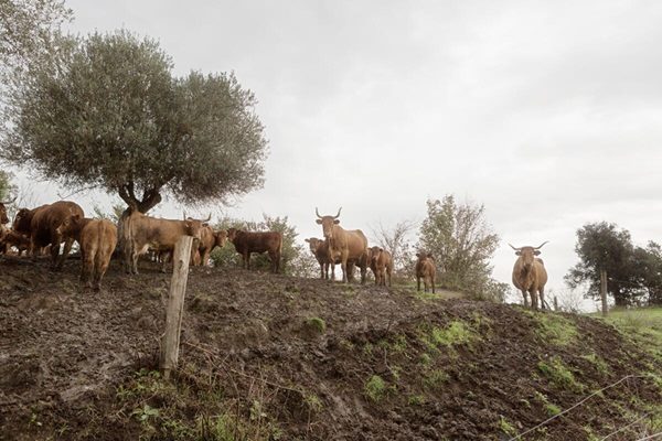 FAO calls for stronger prevention and global action as transboundary animal diseases spread across regions