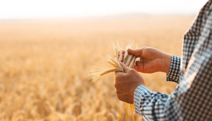 Expansion of Strategic Crop Cultivation to Support Food Security