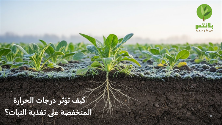 How Low Temperatures Affect Nutrient Uptake in Plants