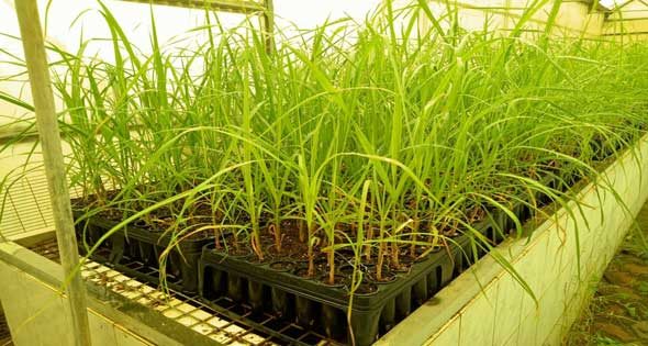Tissue Culture and Micropropagation: The Future of High-Quality Sugarcane Seedling Production in Egypt