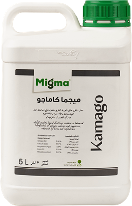 Successful Tomato Cultivation During Cold Weather Conditions