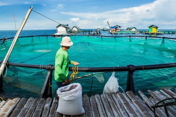 SOFIA 2026: Global fisheries and aquaculture production reaches new highs
