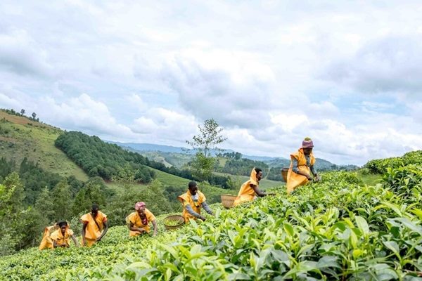 FAO releases most comprehensive dataset to date on women in agrifood systems