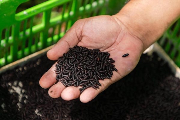 IAEA and FAO launch project to combat resurgent New World Screwworm outbreak in Central America, Mexico and the United States