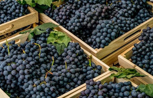 🍇 تعليمات جديدة لتصدير العنب 2026