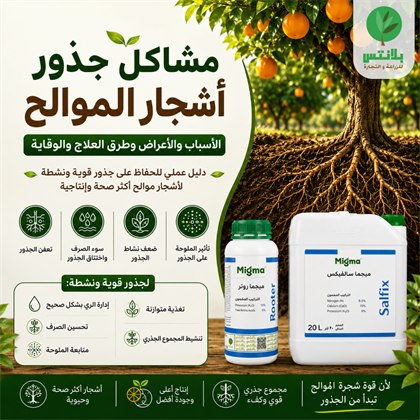 Citrus Tree Root Problems: Causes, Symptoms, Treatment, and Prevention