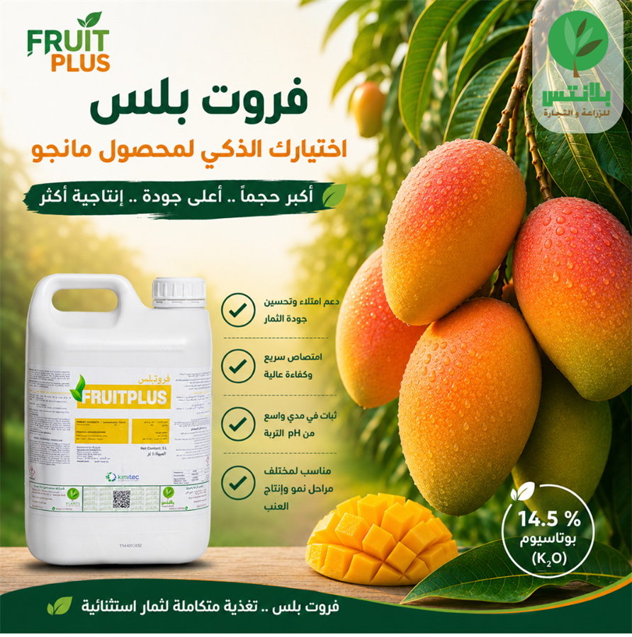 أفضل سماد بوتاسيوم للمانجو لزيادة حجم الثمار وتحسين الجودة والإنتاج
