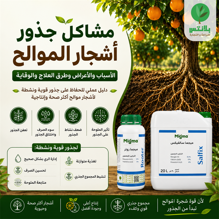 مشاكل جذور أشجار الموالح: الأسباب والأعراض وطرق العلاج والوقاية